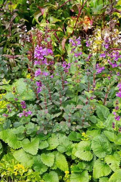 Framed Print : Agastache rugosa Korean Zest with Sedum telephium Matrona Framed Print : Agastache rugosa Korean Zest with Sedum telephium Matrona