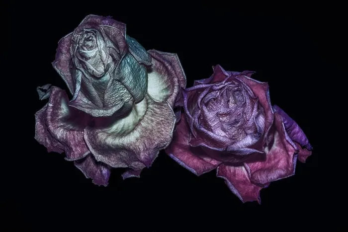 Framed Print : aged metallic dark purple pink rose couple macro portrait Framed Print : aged metallic dark purple pink rose couple macro portrait