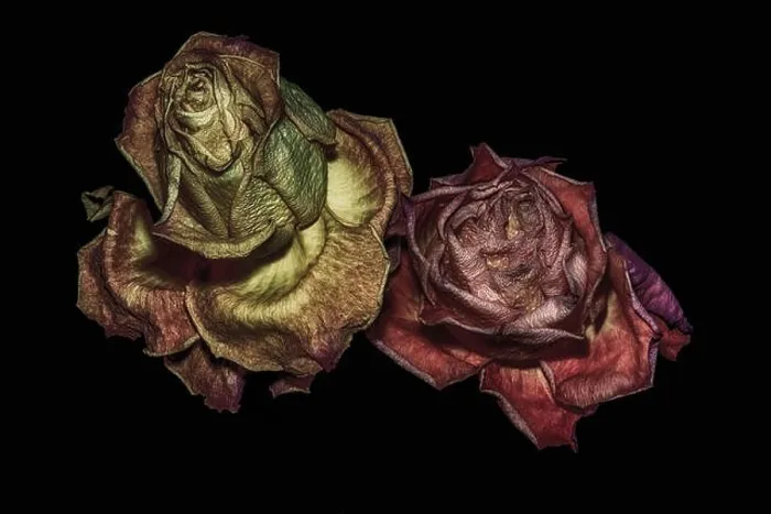 Framed Print : aged metallic surreal golden red rose couple macro portrait Framed Print : aged metallic surreal golden red rose couple macro portrait