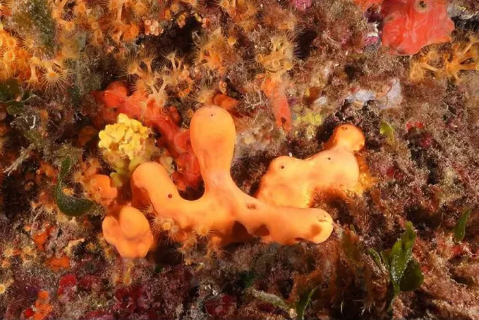 Framed Print : Agelas oroides (Agelas oroides) under water