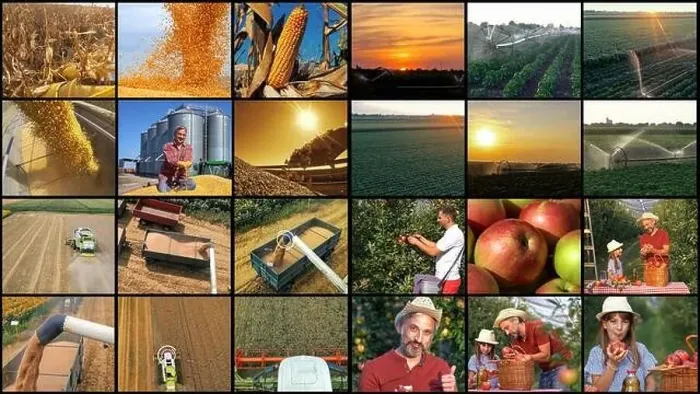 Framed Print : Agricultural and Farming Jobs. Farmers at Various Seasonal Agricultural Work in a Field Framed Print : Agricultural and Farming Jobs. Farmers at Various Seasonal Agricultural Work in a Field