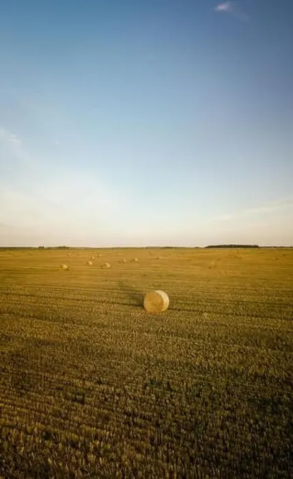 Framed Print : Agricultural field full of hay rolls during warm summer sunset Framed Print : Agricultural field full of hay rolls during warm summer sunset