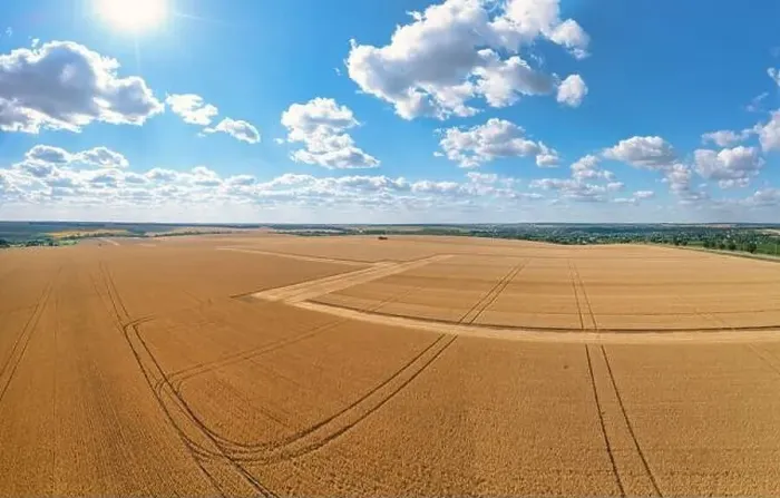 Framed Print : Agricultural field with mature grain crops. Abstract natural background Framed Print : Agricultural field with mature grain crops. Abstract natural background