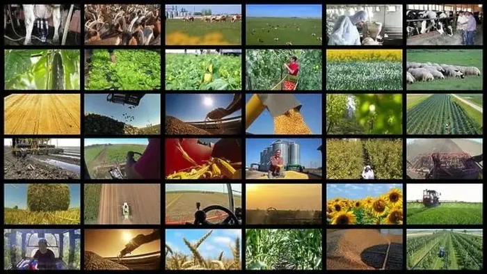 Framed Print : Agricultural Production Collage - Farming and Agricultural Jobs Framed Print : Agricultural Production Collage - Farming and Agricultural Jobs