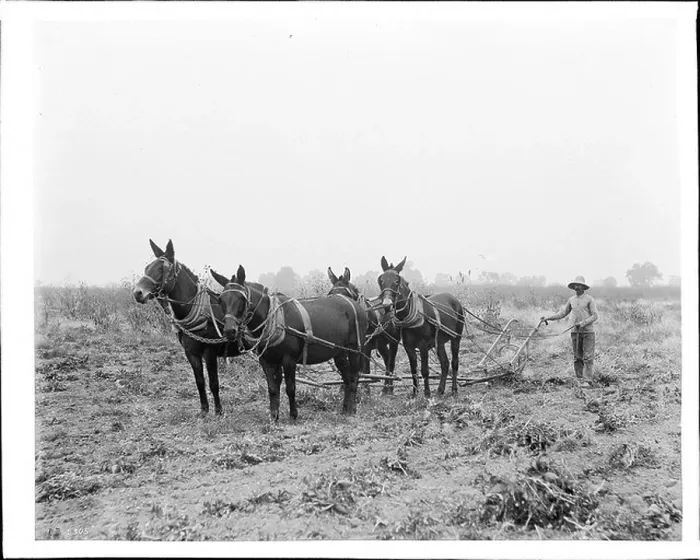 Framed Print : An agricultural worker uses a plow and a team of mules to harvest sugar beets in Ventura County Framed Print : An agricultural worker uses a plow and a team of mules to harvest sugar beets in Ventura County