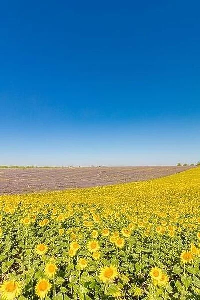 Agriculture nature sunflowers and lavender, Provence, France. Summer blooming flower field. Lavender sunflower field purple aromatic flowers Valensole