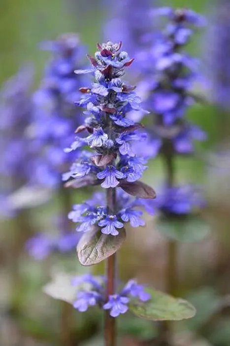 Framed Print : Ajuga reptans, commonly known as blue bugle, bugleherb, creeping bugleweed or carpetweed Framed Print : Ajuga reptans, commonly known as blue bugle, bugleherb, creeping bugleweed or carpetweed