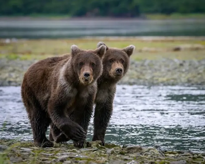 Framed Print : Alaska Brown Bear cubs at Geographic Harbor in Katmai National Park and Preserve, Alaska Framed Print : Alaska Brown Bear cubs at Geographic Harbor in Katmai National Park and Preserve, Alaska