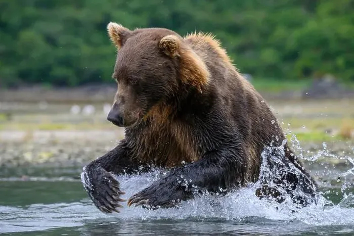 Framed Print : Alaskan Brown Bear fishing for salmon ; Georgraphic Harbor, Katmai National Park and Preserve, Alaska Framed Print : Alaskan Brown Bear fishing for salmon ; Georgraphic Harbor, Katmai National Park and Preserve, Alaska