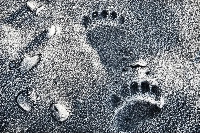 Framed Print : Alaskan brown bear tracks on a frost covered beach, close up Framed Print : Alaskan brown bear tracks on a frost covered beach, close up