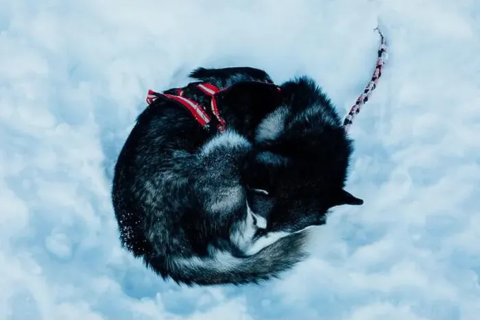 Framed Print : Alaskan Malamute Curled Up in Snow with Harness Framed Print : Alaskan Malamute Curled Up in Snow with Harness