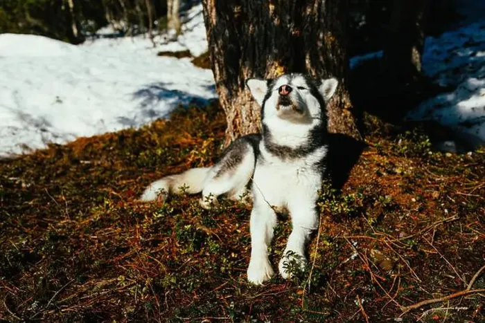 Framed Print : Alaskan malamute enjoying spring sunshine outdoors Framed Print : Alaskan malamute enjoying spring sunshine outdoors