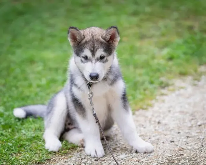 Framed Print : Alaskan Malamute puppy sits on lawn. Outdoors portrait of a Alaskan Malamute puppy sitting on the grass Framed Print : Alaskan Malamute puppy sits on lawn. Outdoors portrait of a Alaskan Malamute puppy sitting on the grass