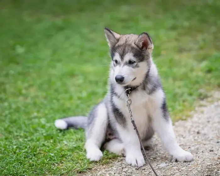 Framed Print : Alaskan Malamute puppy sits on lawn. Outdoors portrait of a Alaskan Malamute puppy sitting on the grass Framed Print : Alaskan Malamute puppy sits on lawn. Outdoors portrait of a Alaskan Malamute puppy sitting on the grass
