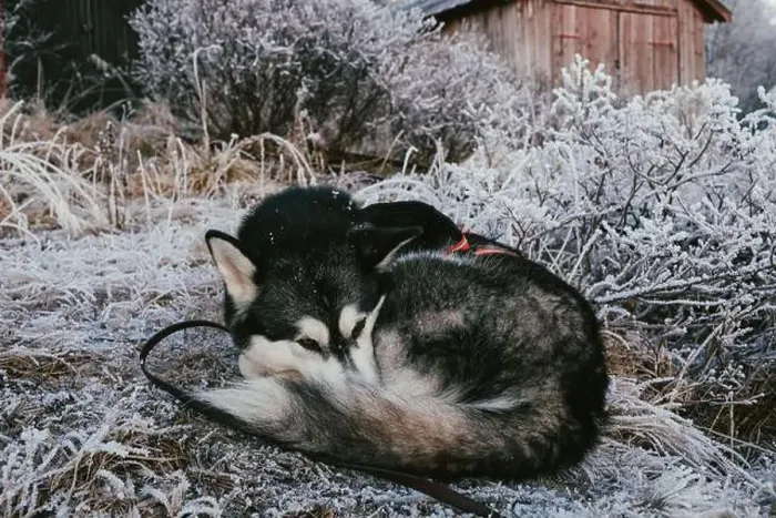 Framed Print : Alaskan Malamute Resting in Frosty Winter Landscape Framed Print : Alaskan Malamute Resting in Frosty Winter Landscape