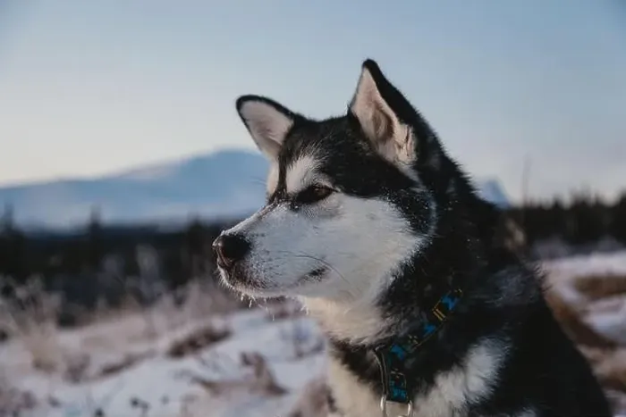 Framed Print : Alaskan Malamute in Snowy Landscape Framed Print : Alaskan Malamute in Snowy Landscape