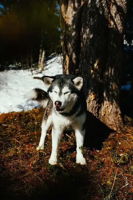 Framed Print : Alaskan malamute standing in spring sunlight Framed Print : Alaskan malamute standing in spring sunlight