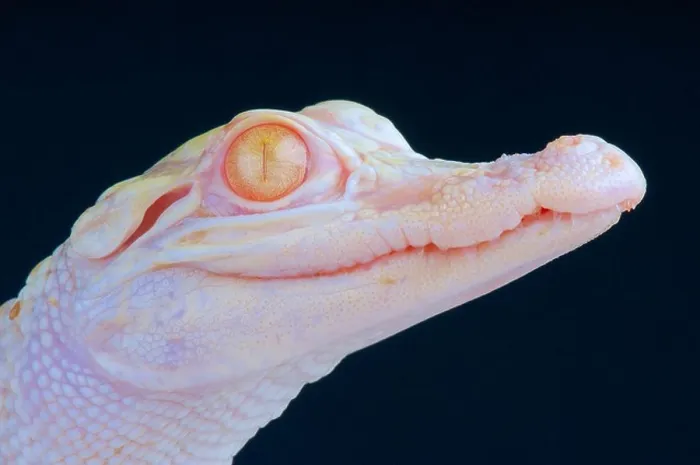 Framed Print : Albino alligator / Alligator mississippiensis Framed Print : Albino alligator / Alligator mississippiensis