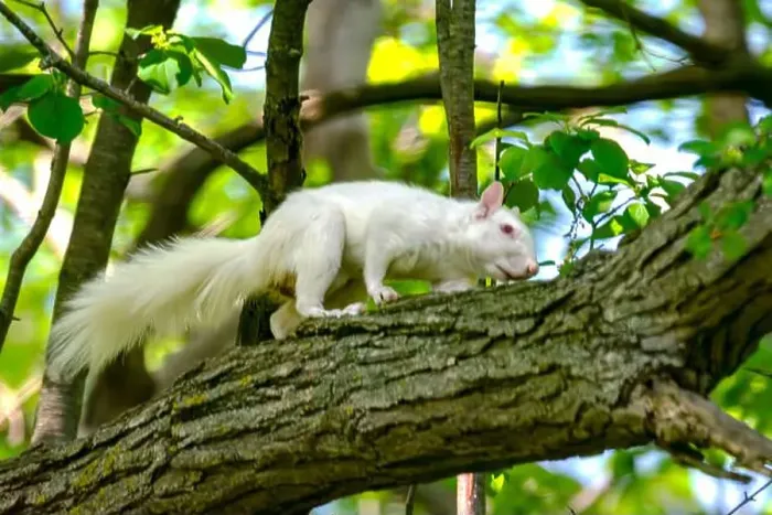Framed Print : An albino American gray squirrel works his way along a branch carefully suggesting difficulty seeing
