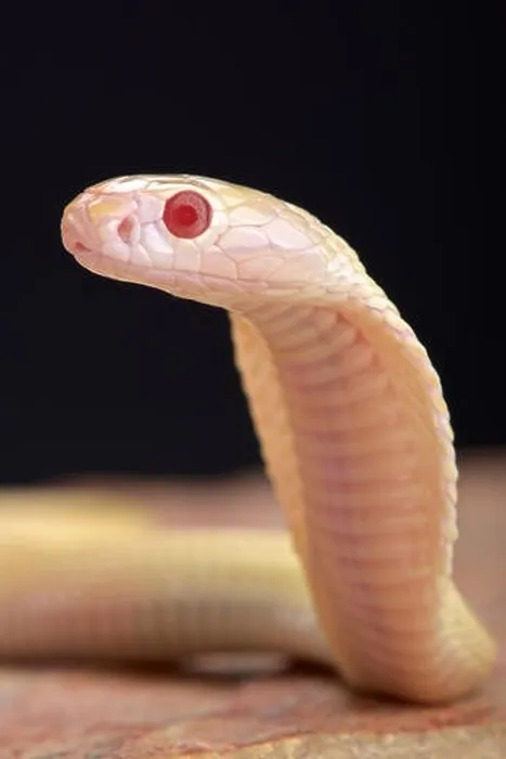 Framed Print : Albino cobra (Naja kaouthia) Framed Print : Albino cobra (Naja kaouthia)