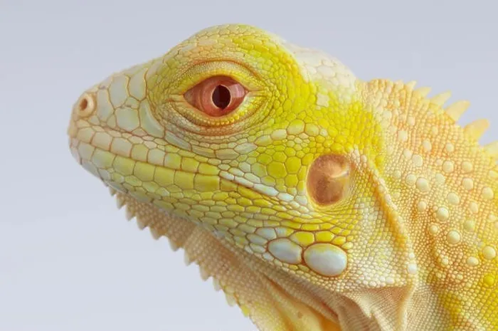 Framed Print : Albino Iguana / Iguana iguana Framed Print : Albino Iguana / Iguana iguana