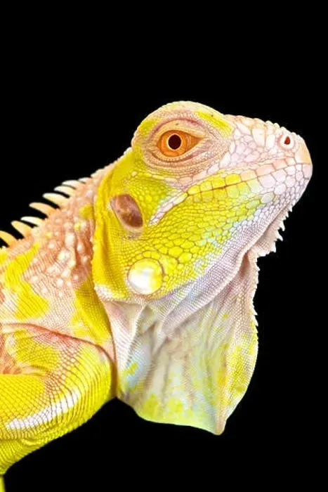 Framed Print : Albino Iguana (Iguana iguana) Framed Print : Albino Iguana (Iguana iguana)