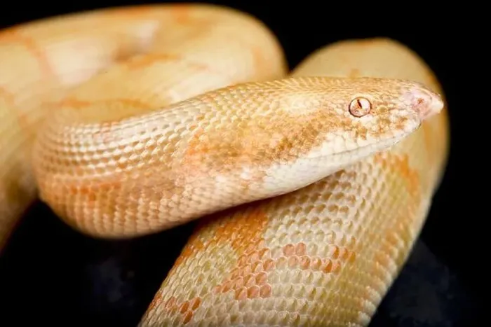Framed Print : Albino Kenyan sand boa (Eryx colubrinus) Framed Print : Albino Kenyan sand boa (Eryx colubrinus)