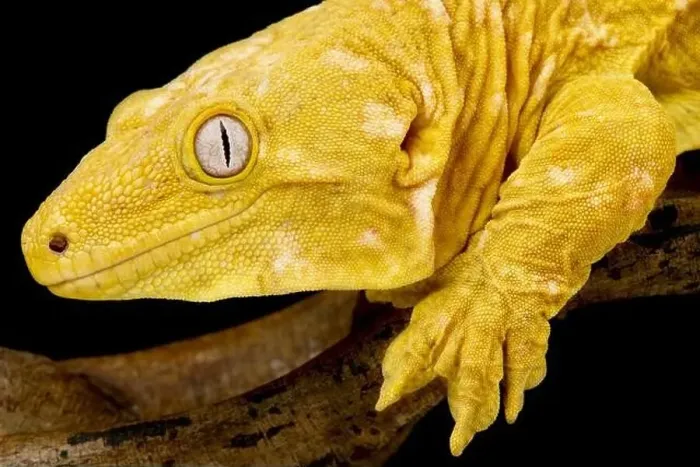 Framed Print : Albino New Caledonian giant gecko (Rhacodactylus laechianus) Framed Print : Albino New Caledonian giant gecko (Rhacodactylus laechianus)