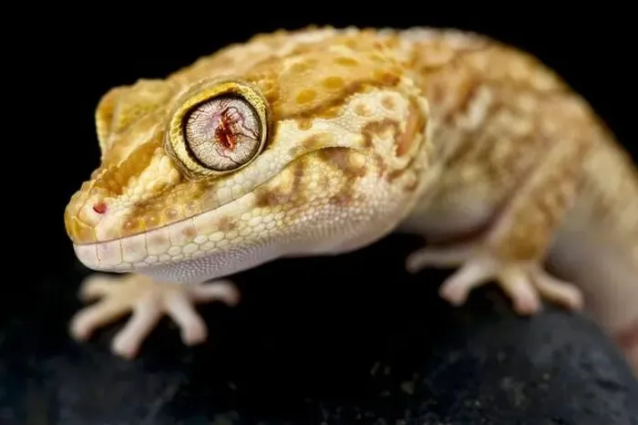 Framed Print : Albino Ocelot gecko (Paroedura picta) Framed Print : Albino Ocelot gecko (Paroedura picta)