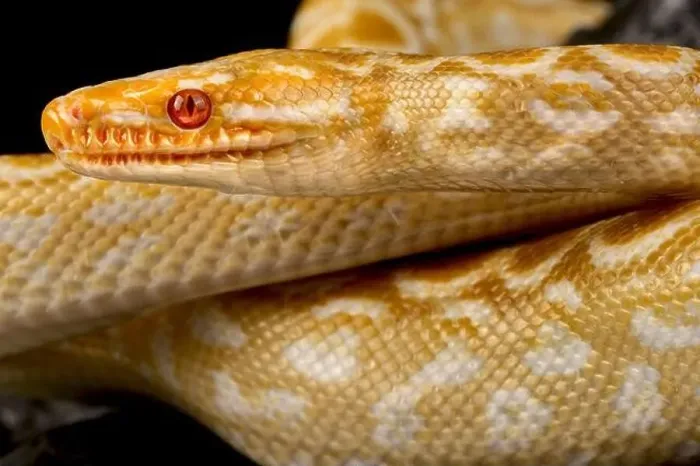 Framed Print : Albino rainbow boa (Epicrates cenchria cenchria) Framed Print : Albino rainbow boa (Epicrates cenchria cenchria)
