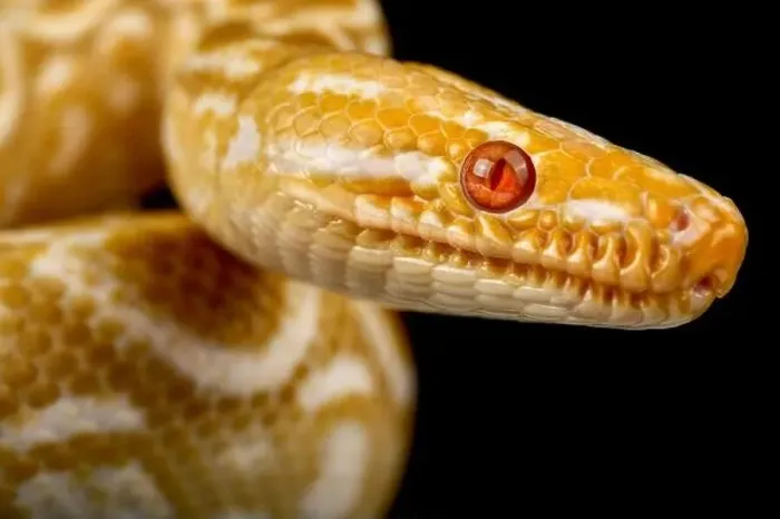 Framed Print : Albino rainbow boa (Epicrates cenchria cenchria) Framed Print : Albino rainbow boa (Epicrates cenchria cenchria)