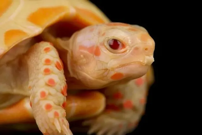 Framed Print : Albino red-footed tortoise (Chelonoidis carbonarius) Framed Print : Albino red-footed tortoise (Chelonoidis carbonarius)