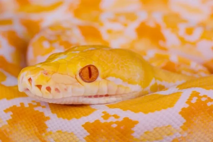 Framed Print : Albino reticulated python / Python reticulates Framed Print : Albino reticulated python / Python reticulates