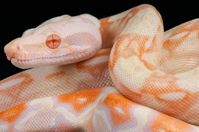 Framed Print : Albino snake / Boa constrictor Framed Print : Albino snake / Boa constrictor