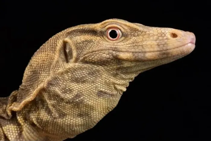 Framed Print : Albino water monitor (Varanus salvator) Framed Print : Albino water monitor (Varanus salvator)
