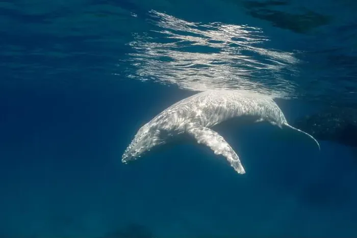 Framed Print : Albino (white) humpback whale Framed Print : Albino (white) humpback whale