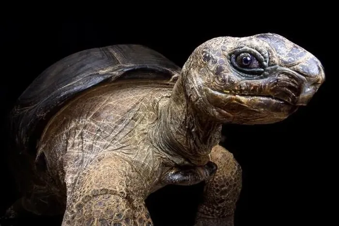 Framed Print : Aldabra giant tortoise (Aldabrachelys gigantea) Framed Print : Aldabra giant tortoise (Aldabrachelys gigantea)