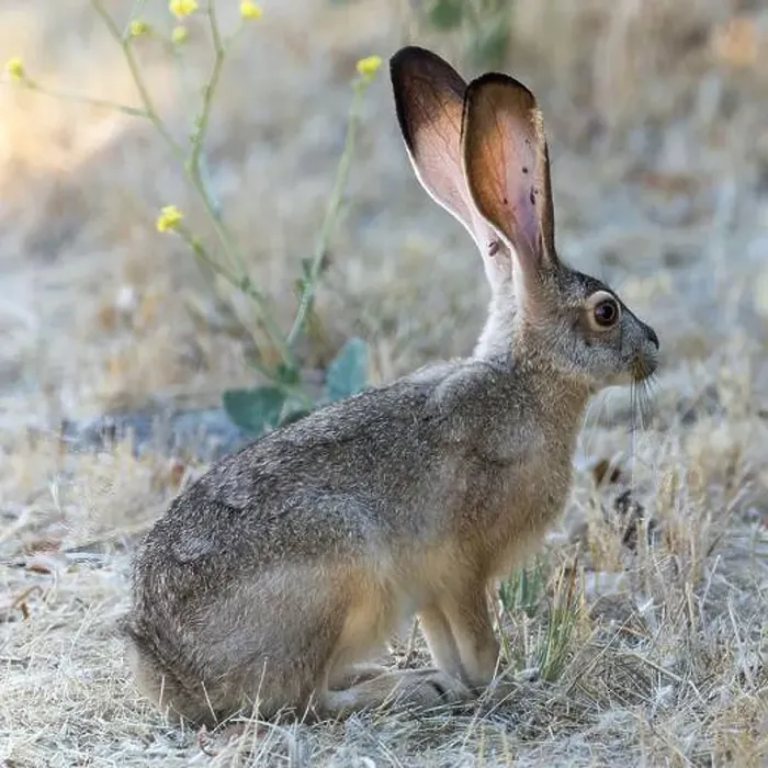 Framed Print : An Alert Black-tailed Jackrabbit with Ticks. Shoreline Lake and Park, Santa Clara County, California, USA Framed Print : An Alert Black-tailed Jackrabbit with Ticks. Shoreline Lake and Park, Santa Clara County, California, USA