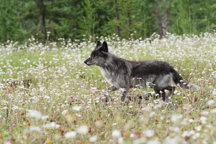 Framed Print : An alert gray wolf in a field of wildflowers;Golden british columbia canada