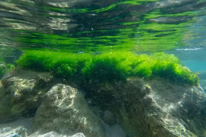Framed Print : Algae rock underwater green reflection. High quality photo Framed Print : Algae rock underwater green reflection. High quality photo