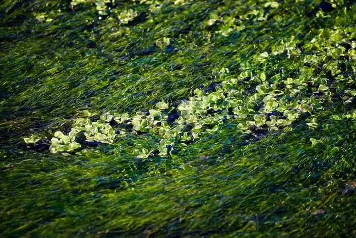 Framed Print : Algae under the water of the river El Jardin Framed Print : Algae under the water of the river El Jardin
