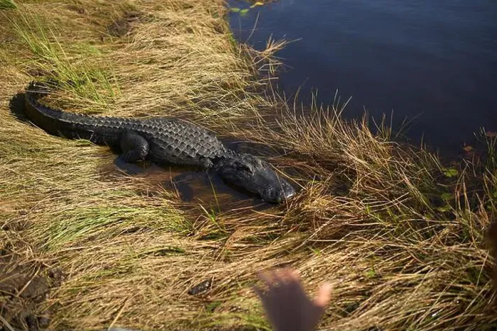 Framed Print : Alligator on grassy bank beside a pond with a blurred hand in the foreground, Everglades, Florida, USA Framed Print : Alligator on grassy bank beside a pond with a blurred hand in the foreground, Everglades, Florida, USA