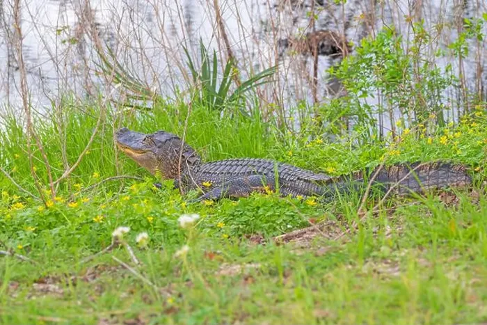 Framed Print : Alligator Hiding in Grasses on Shore in Brazos Bend State Park in Texas Framed Print : Alligator Hiding in Grasses on Shore in Brazos Bend State Park in Texas
