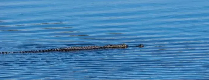 Framed Print : Alligator in the Myakka River in Myakka River State Park in Sarasota Florida USA Framed Print : Alligator in the Myakka River in Myakka River State Park in Sarasota Florida USA