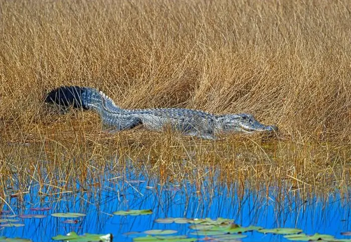 Framed Print : Alligator Resting in the Marsh Grasses in the St Marks National Wildlife Refuge in Florida Framed Print : Alligator Resting in the Marsh Grasses in the St Marks National Wildlife Refuge in Florida