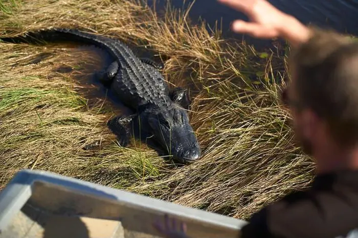Framed Print : Alligator rests on grass by water as person gestures toward it on sunny day, Everglades, Florida, USA Framed Print : Alligator rests on grass by water as person gestures toward it on sunny day, Everglades, Florida, USA