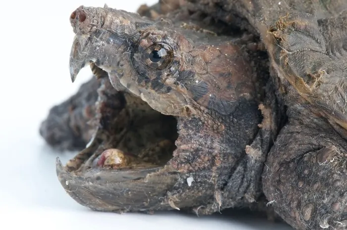 Framed Print : Alligator snapping turtle / Macrochelys temminckii Framed Print : Alligator snapping turtle / Macrochelys temminckii