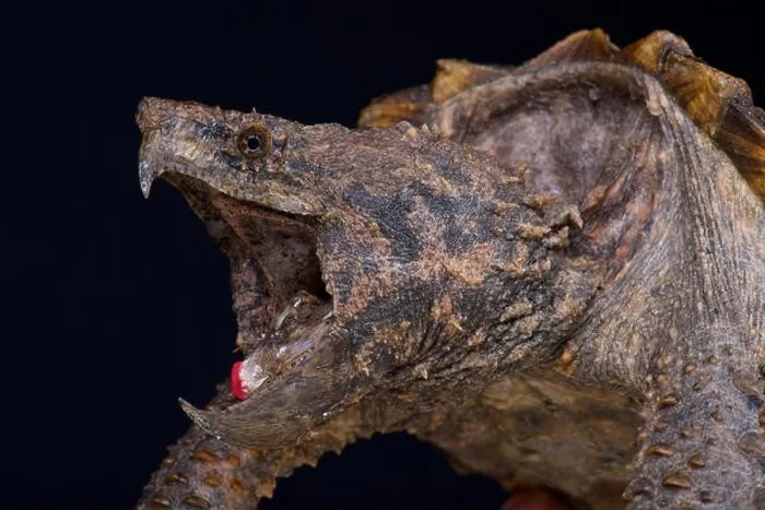 Framed Print : Alligator snapping turtle  /  Macrochelys temminckii