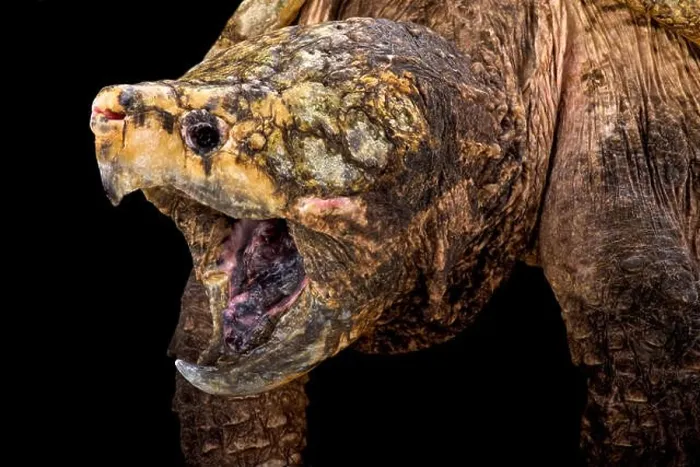 Framed Print : alligator snapping turtle (Macrochelys temminckii) Framed Print : alligator snapping turtle (Macrochelys temminckii)