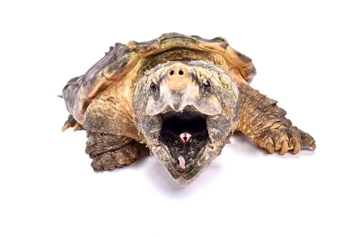 Framed Print : Alligator snapping turtle, Macrochelys temminckii Framed Print : Alligator snapping turtle, Macrochelys temminckii